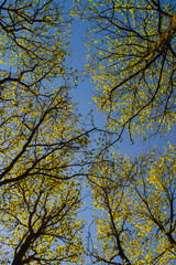 trees in forest blue sky Ruinen the Netherlands