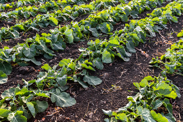 A beautiful field with rows of young plants of winter rape in the fall before leaving for the winter