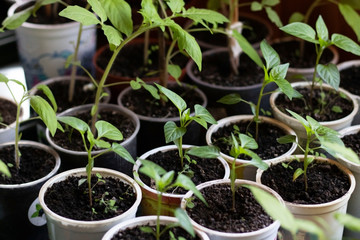 pepper seedlings in plastic pots