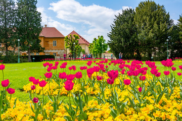 Obraz premium Spring flowers in Royal garden near Prague Castle, Czech Republic