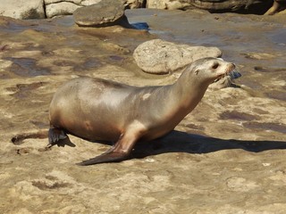 Sea lion on focus at La jolla cove