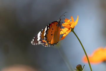 Beautiful shot of a butterfly on yellow flower with its wing in focus and background defocused.