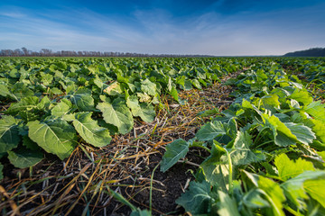 Fototapeta na wymiar A beautiful field with rows of young plants of winter rape in the fall before leaving for the winter