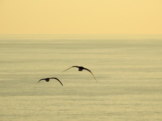 A couple of birds flying