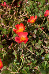 Portulaca grandiflora