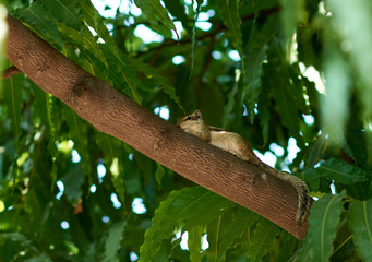 Northern palm squirrel (Funambulus pennantii) also called the five-striped palm squirrel