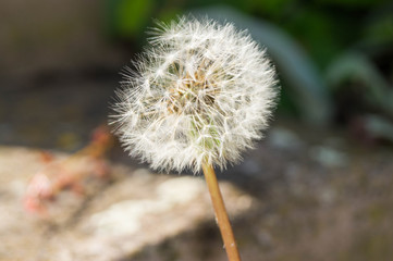 The appearance of a dandelion is familiar to everyone: the plant has a long stem, delicate leaves and a large white flower. perennial. valuable spring pollen and honey plant; on the top of the elongat