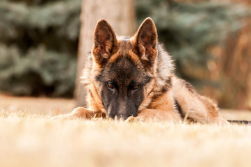 A junior german shepherd dog resting in a backyard