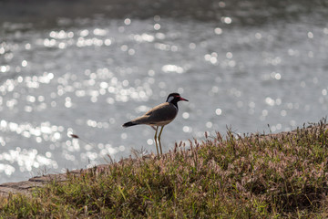 One Red Wattled Lapwing on the bank of a Canal with light reflections from water behind.