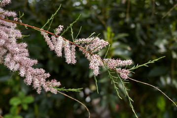 Tamarix gallica