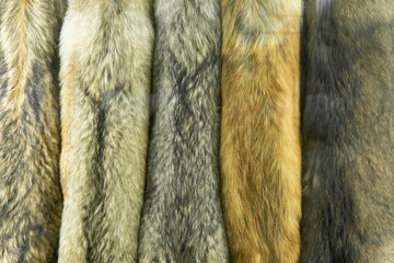 Close up of set wolf skins pattern