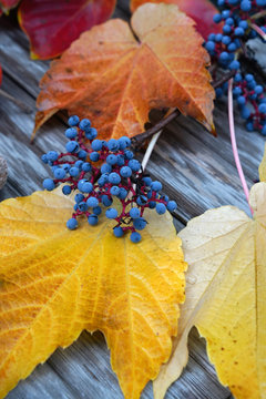The fruit of Boston ivy