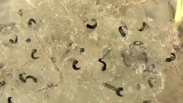 Embryos tadpoles moving in eggs of frog roe in a pond. 