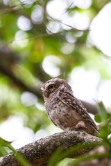 Stock images of spotted owl / India