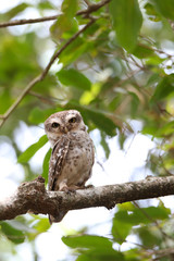 Stock images of spotted owl / India