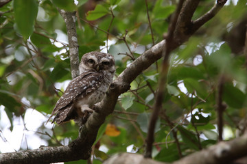 Stock images of spotted owl / India