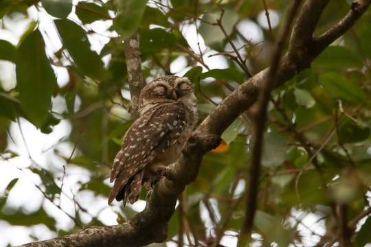 Stock images of spotted owl / India