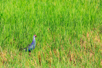 stock photos of Purple Swamphen (Porphyrio porphyrio)