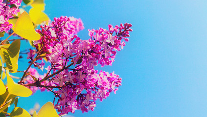 branch of lilac card for the holiday