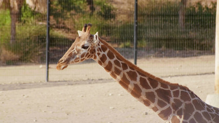 Beautiful giraffe in the zoo on a sunny day.