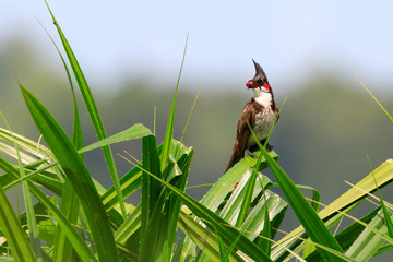 Stock Photos of red whiskered bulbul