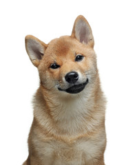 funny puppy in a portrait. Shiba Inu dogs on a white background.