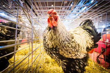 Salon agriculture