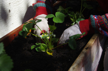 Planting strawberries in the home garden