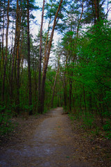  Spring forest, conifers and deciduous trees, roads.    selective focus                   