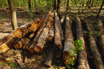       Cut down dry trees lying on the ground, abandoned to rot in the forest.    