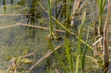 Frog in a dirty lake with garbage
