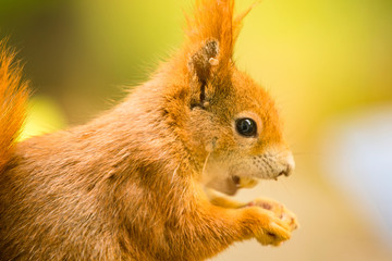 hungry squirrel with text free space