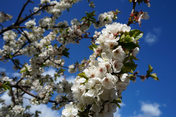  Spring, cherry blossom in white flowers close-up.  