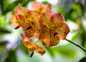 Brown Orchid Cluster