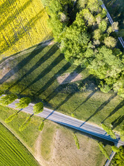 Aerial image of trees at the street sides casting shadows on the flowering yellow rape field and green meadow in sunset hours