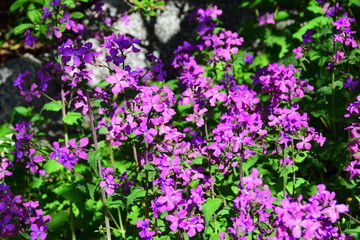 purple flowers in the garden