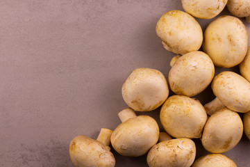 Fresh porcini mushrooms on a gray background. View from above. Arranged in order in a row.Copyspace for text