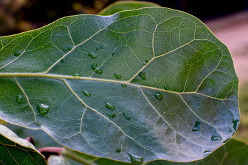 Leaf with drops of water