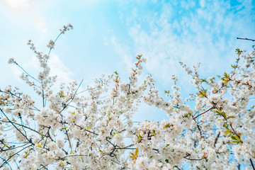Blooming white cherry orchard on a background of blue spring sky with clouds.