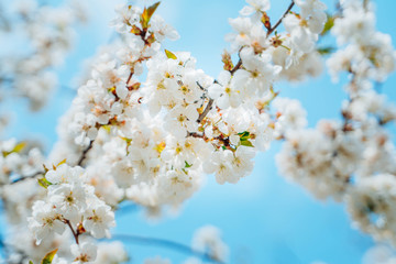 Spring cherry branches with white flowers in the sunshine on a blue sky background.