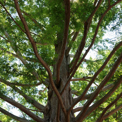 Fototapeta premium A Metasequoia, or Dawn Redwood, in Edwards Gardens, North York, Toronto, Ontario, Canada
