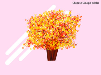 Chinese old Ginkgo tree autumn isolated flat vector illustration with full editable color