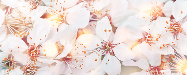 Flowers in bloom. Spring summer festive blooming with white flowers of fruit trees with glowing sunny light macro background. Fresh floral greeting card banner with copy space
