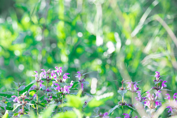 purple Flowers in Forest close up
