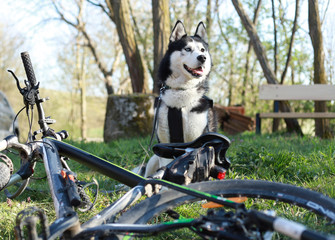 Husky standing next to bike in green grass with leash and harness.