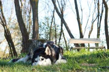 Husky in Garden lying in grass.