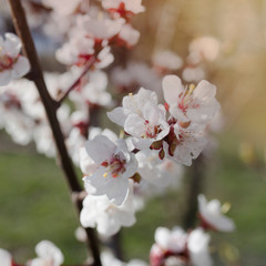 flowering bird cherry, branches and flowers on a bright background