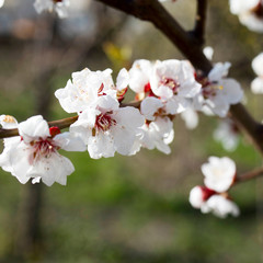 flowering bird cherry, branches and flowers on a bright background
