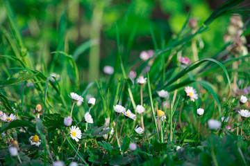 white daisy Flowers in Forest close up