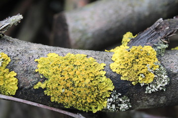 lichen and moss on an old tree branch